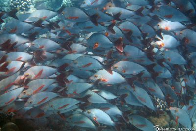 Fische am Riff