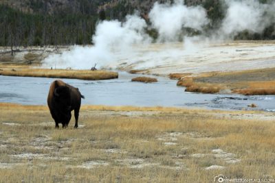 The Bisons in the National Park