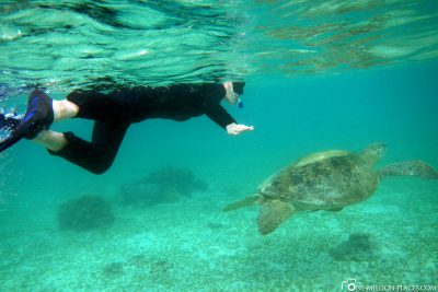 Schwimmen mit Schildkröten auf Kapalai