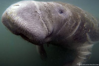 Ein Manatee in Florida