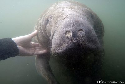 Ein Manatee streicheln