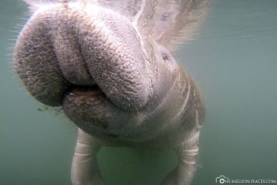 Ein neugieriges Manatee