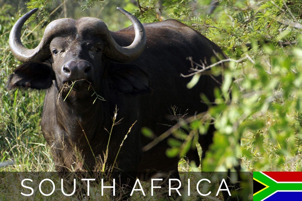 South Africa Olifants Blog Post