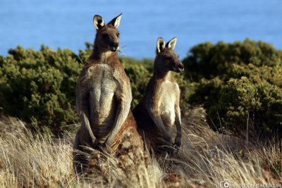 Kängurus in Cape Bridgewater