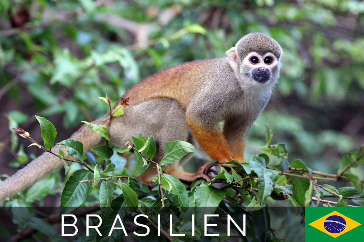 Amazonas Dschungelwanderung Titelbild