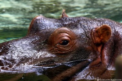 Ein Nilpferd