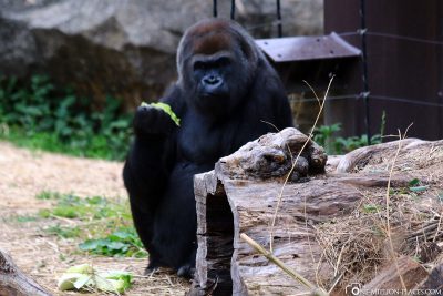Ein Gorilla