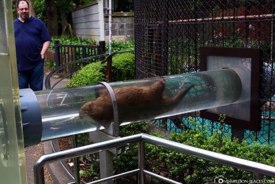 Seeotter