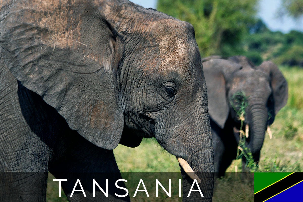 Tarangire Nationalpark Safari Titelbild