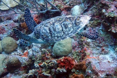 Eine Schildkröte