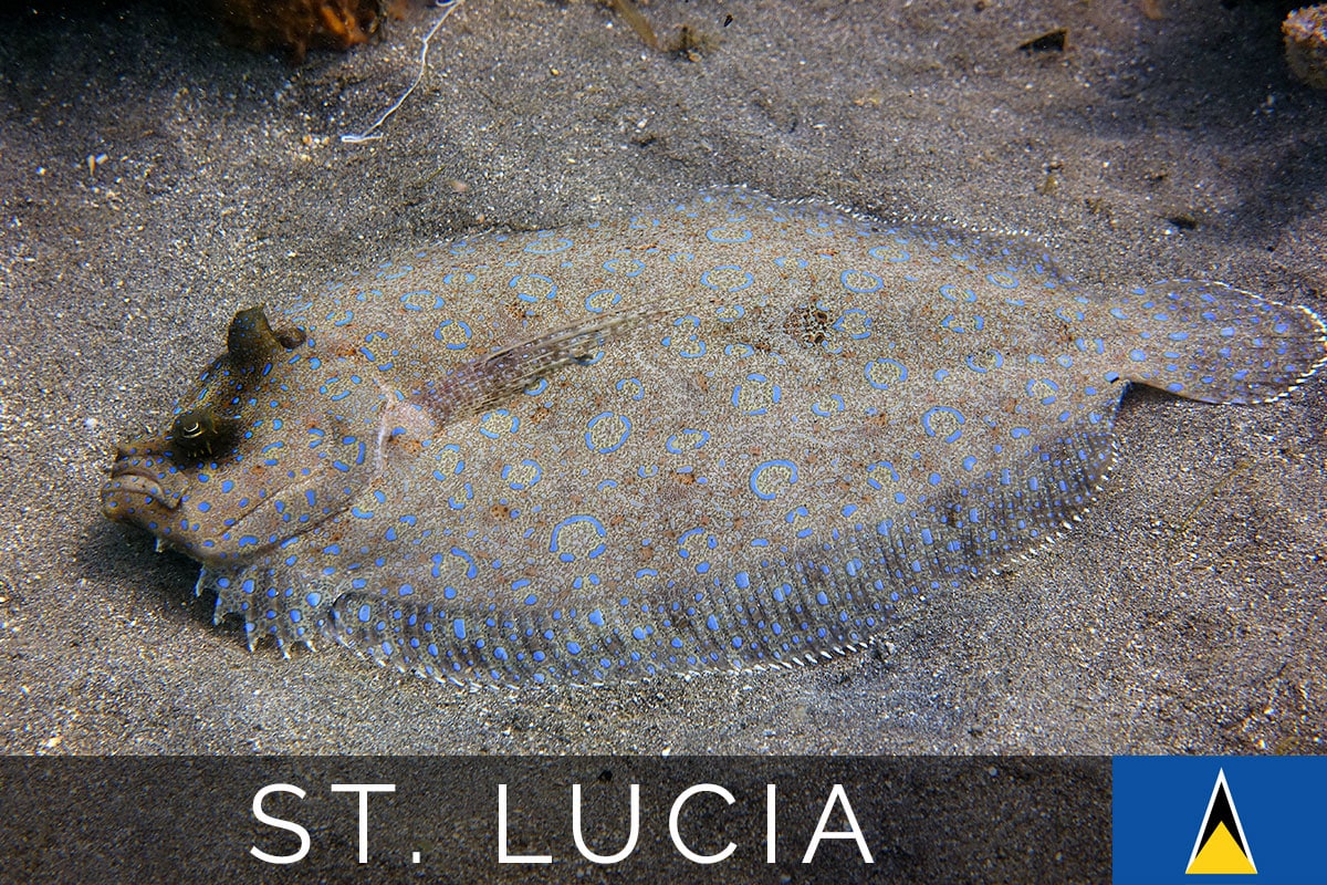 Tauchen in St. Lucia Titelbild