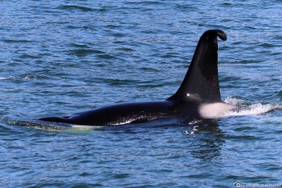 A killer whale