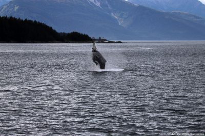 A jumping humpback whale