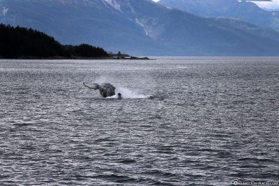 A jumping humpback whale