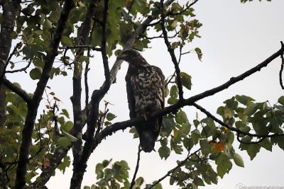 A young bald eagle