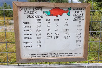 Salmon census