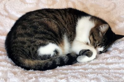 Katze im Hemingway-Haus
