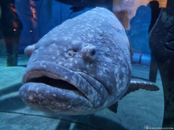 Das Lost Chambers Aquarium