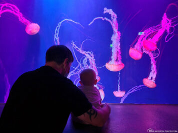 Aquarium mit Quallen