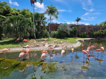 Flamingos 