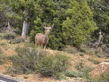 Deer on the road