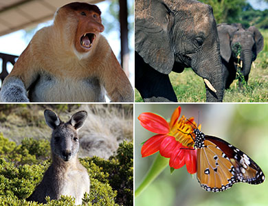 Unsere schönsten Tierbilder
